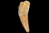 Fossil Crocodile (Elosuchus) Tooth - Morocco #81038-1